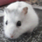 gungu7����
