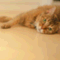 ねこさん