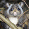 hannou_risa