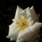 happy_21teru