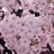 hina5296