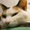 hina_geshi