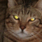 �Ϥ�