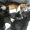 homecat555