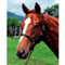 horse_dream1327