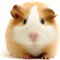 horsenews_orz