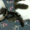 hoshino_kanna