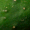 indic