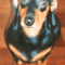 inu38