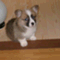 jajapan_dog111wxy