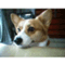 jajapan_dog999wxy