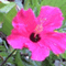 jasmine28