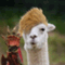 jerid_and_me
