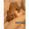 ciao_ziggy