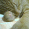ͮ�ڥ���