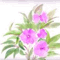 kayarisa