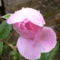 kencyu
