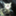 king_of_nyankosensei