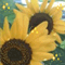kirakira_happy_days