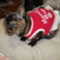 kittyhandjp
