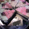 kotototo