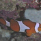 koubow20053