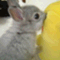 kyou_hare
