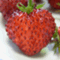 lamiumrosea817
