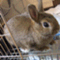 lapin_candle