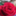 lily_lily_lily1