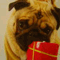 little_nicky_nicky