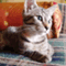 littlecat