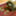 lopear_toro