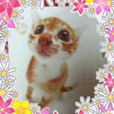 maekumi����