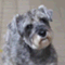 maddydog