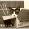 metabo_neko