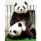 mixi_tarou