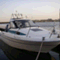 moonfish��Ĺ