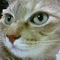 myumyu_a