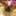 natsume_momo