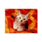 neko_yuta