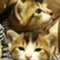 nekodomo