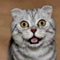 nekojyarashi
