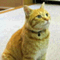 nekomu2