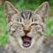 newsblogjapan