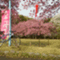 obenkyoujp