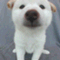 okaokapon