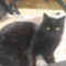 oshaverry122cat