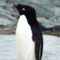 penguin1989