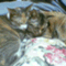 personacat